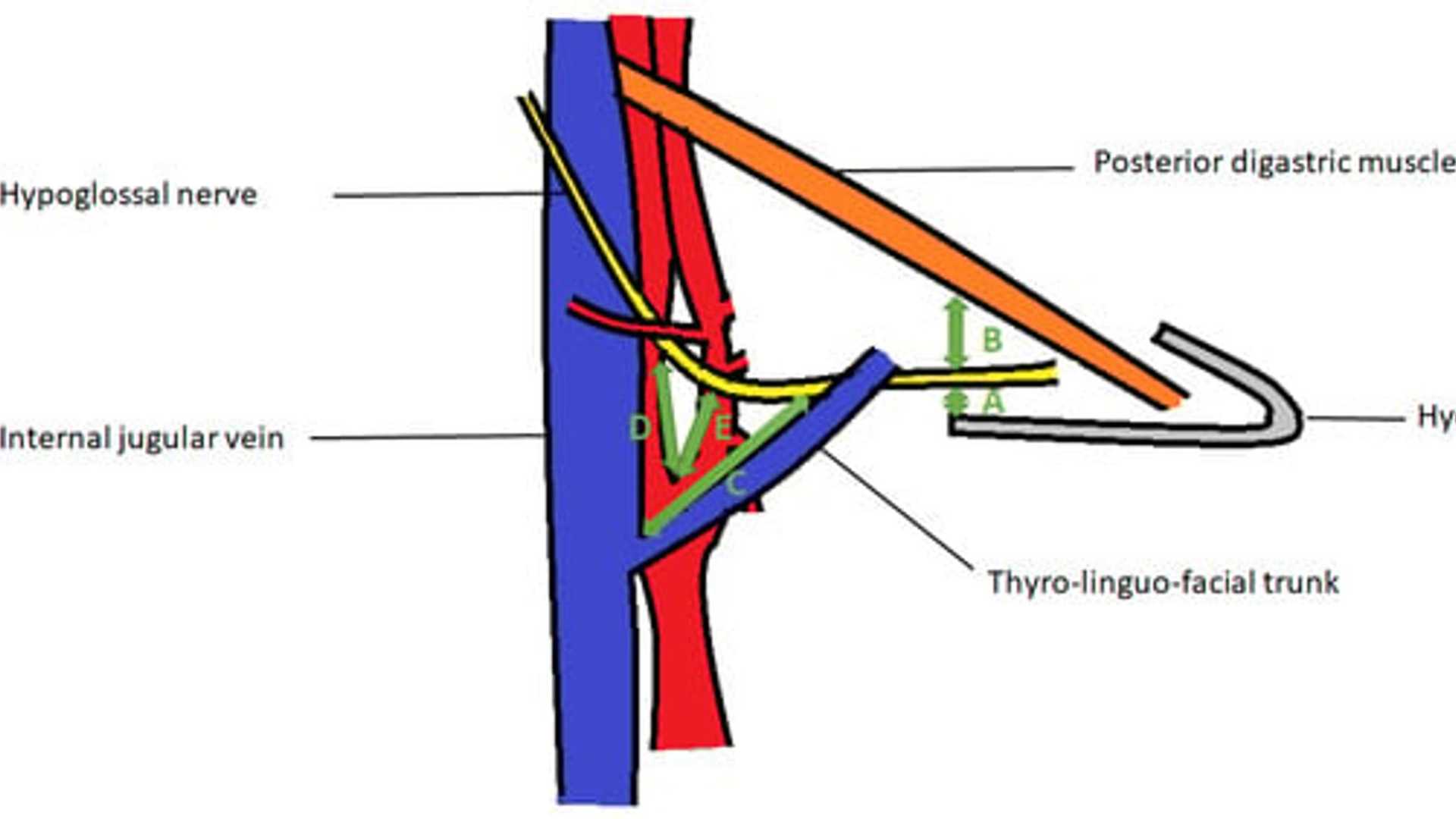 Exploring Hypoglossal Nerve: Anatomia Study Insights