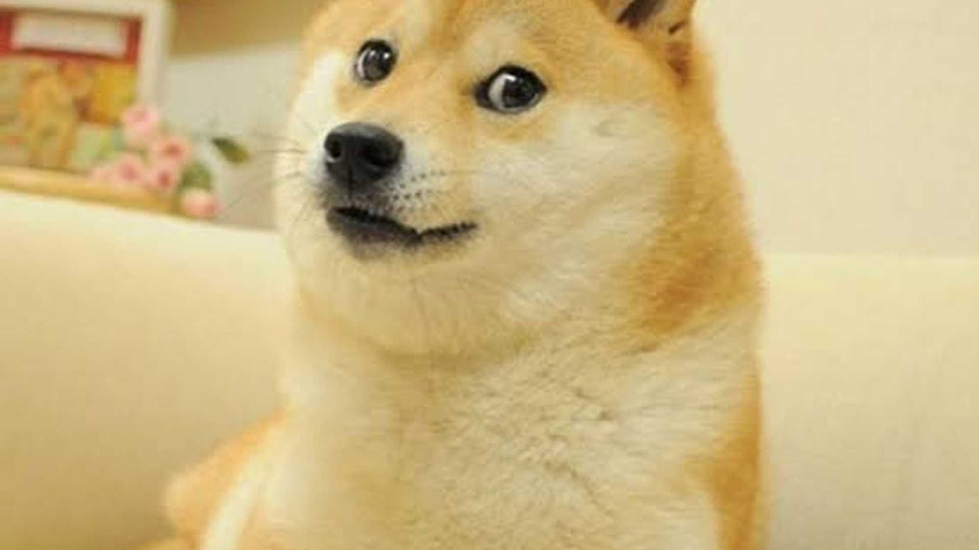 Remembering Kabosu: The Shiba Inu Behind the 'Doge' Meme